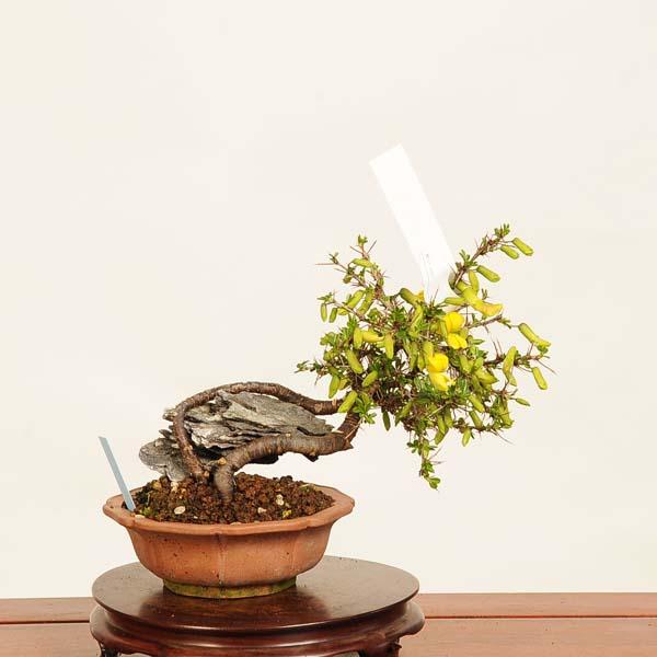 盆栽：金雀花(むれすずめ)石付 現品*ムレスズメ Muresuzume bonsai