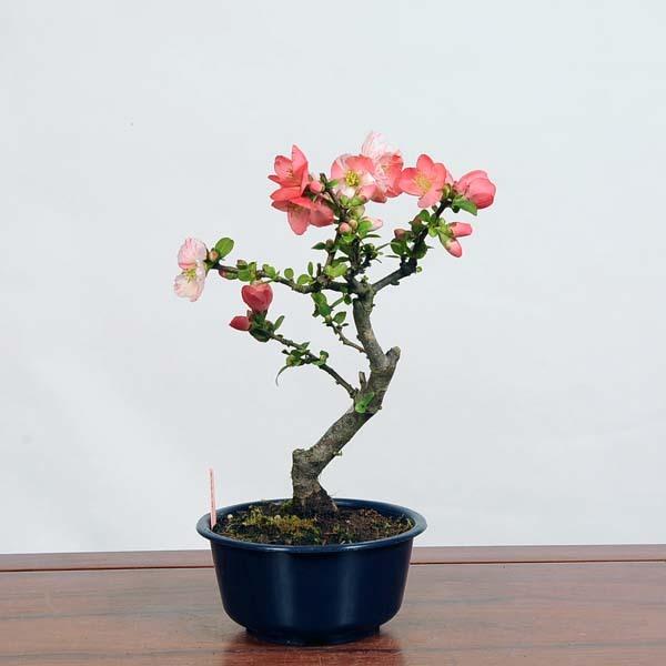 小品盆栽:木瓜(ぼけ) 東洋錦 現品*ボケ 放春花 Boke 送料無料 小品盆栽:木瓜(ぼけ) 東洋錦 現品*ボケ 放春花 Boke 送料無料