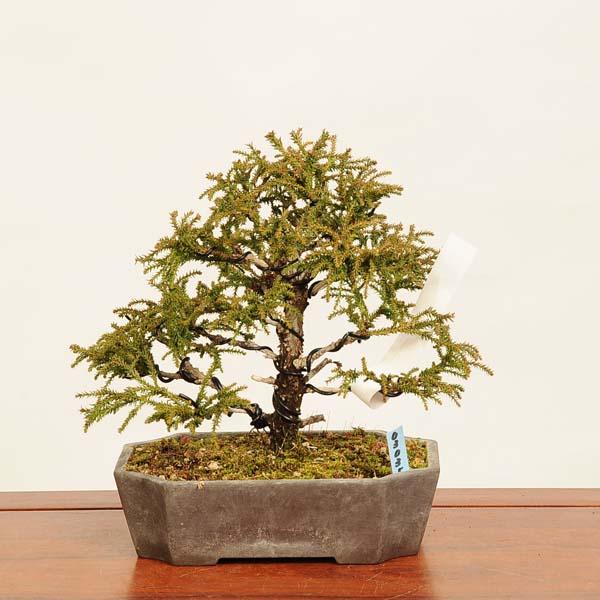 盆栽：杉*現品 すぎ スギ Sugi bonsai 小品盆栽 : 遊恵盆栽 Yahoo!店