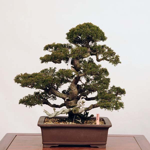 中品盆栽：特選糸魚川真柏*現品 しんぱく シンパク Shinpaku 送料無料