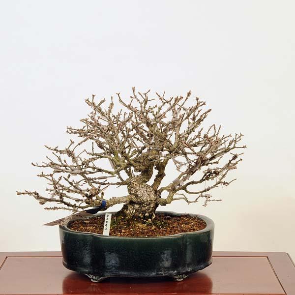 盆栽 特選：錦木（ニシキギ）*現品 にしきぎ Euonymus alatus