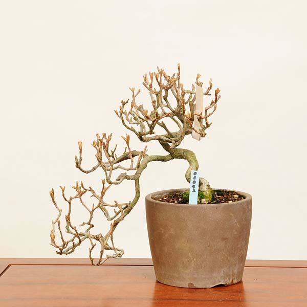 盆栽 特選：寒ぐみ 現品*(鉢割有)カングミ Kangumi bonsai Elaeagnus
