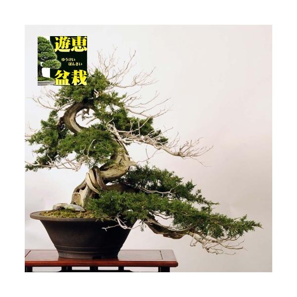 糸魚川真柏　寄せ植え Amazon.co.jp: 遊恵盆栽 盆栽素材苗：糸魚川真柏（曲） : DIY