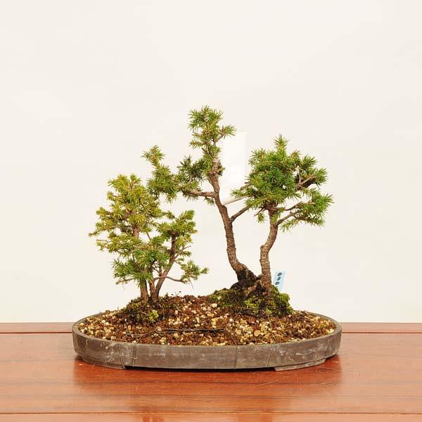 盆栽：白芽八房蝦夷松寄せ* 現品 えぞまつ エゾマツ Ezomatsu bonsai