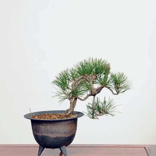 インテリア盆栽：三河黒松（クロマツ）現品*男前 くろまつ kuromatsu