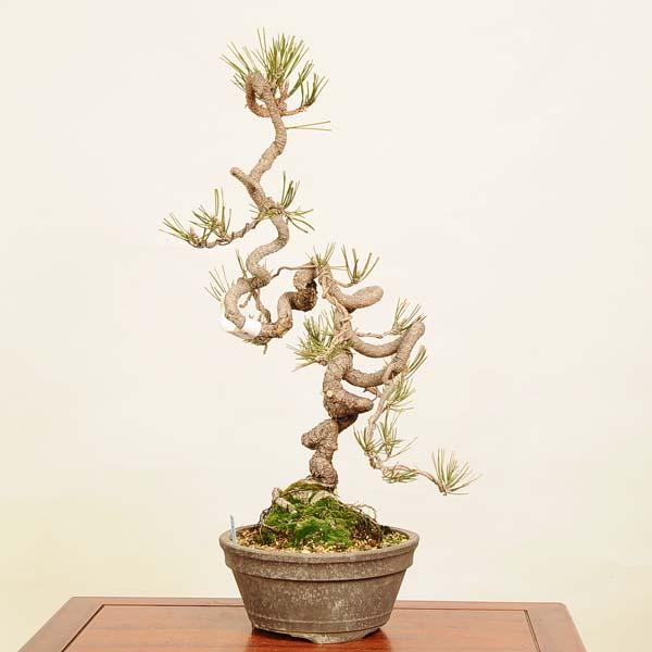 盆栽 ：三河黒松* 現品 一点物 くろまつ クロマツ Kuromatsu bonsai 中 
