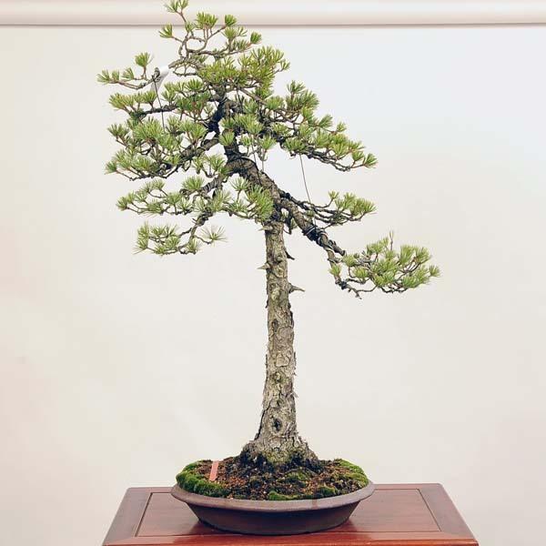 大品盆栽：特選実生五葉松*現品 【大型ヤマト便配送】ごようまつ
