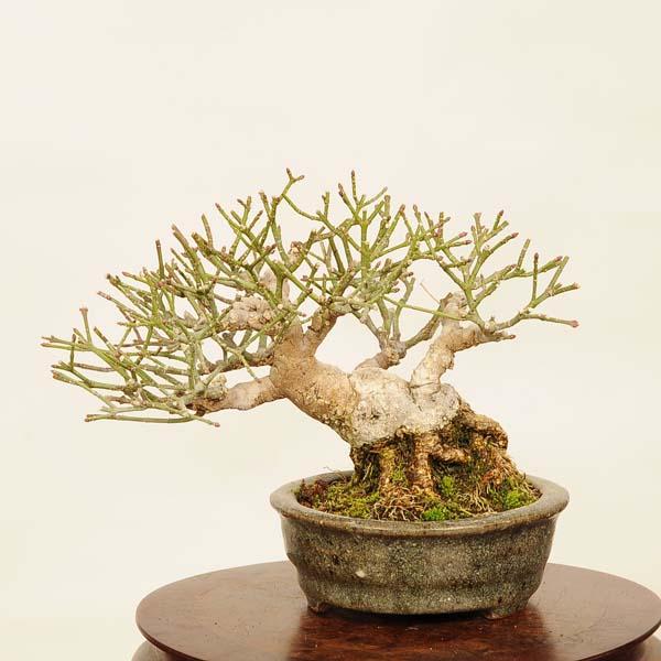 コマユミ 盆栽 コマユミ盆栽の植え替え。｜園芸日記byディスカス｜みんなの趣味の園芸