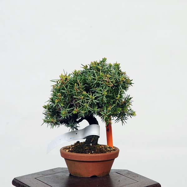 盆栽：杜松(としょう) 現品*トショウ Juniperus rigida Tosyo bonsai