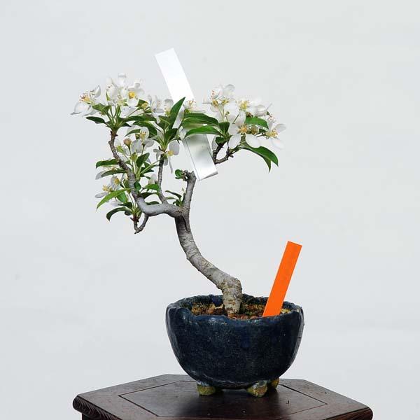 盆栽：深山かいどう 現品*(鉢カケ有)カイドウ Miyanakaidou bonsai