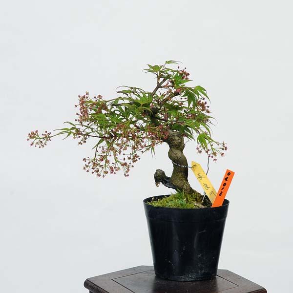 盆栽素材苗：長良川紅葉 現品 *もみじ モミジ Acer momiji bonsai 小品
