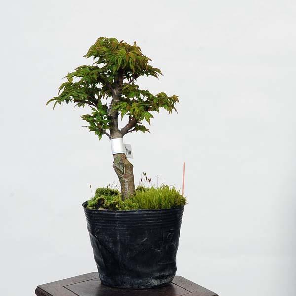 盆栽素材苗：獅子頭(シシガシラ)紅葉 現品 *もみじ モミジ Acer momiji