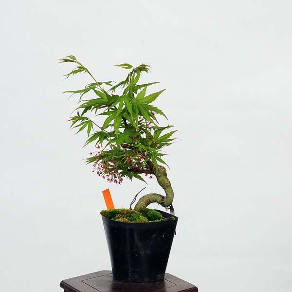盆栽素材苗：珊瑚閣(サンゴカク)紅葉 現品 *もみじ モミジ Acer momiji