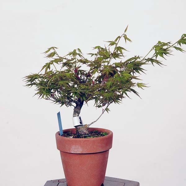 置霜紅葉 置霜もみじ 置霜紅葉盆栽 もみじ盆栽 楓 カエデ 小品盆栽：置霜紅葉 現品*おきしももみじ モミジ Momiji : 遊恵盆栽