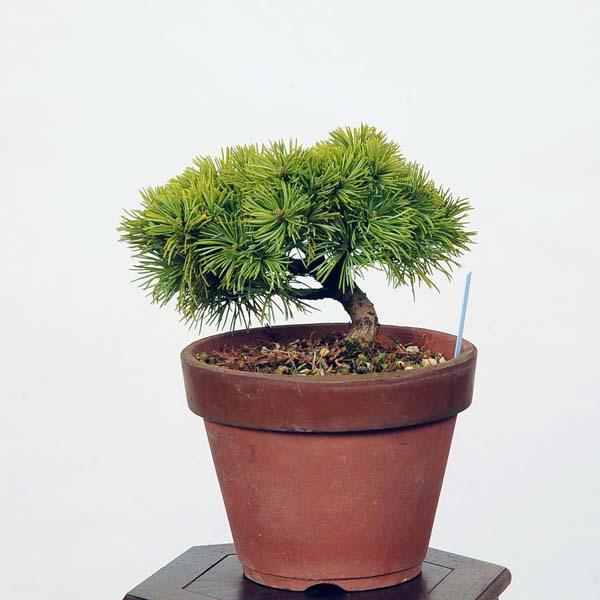 小品盆栽：実生五葉松*現品 ごようまつ ゴヨウマツ Goyoumatsu : 遊恵