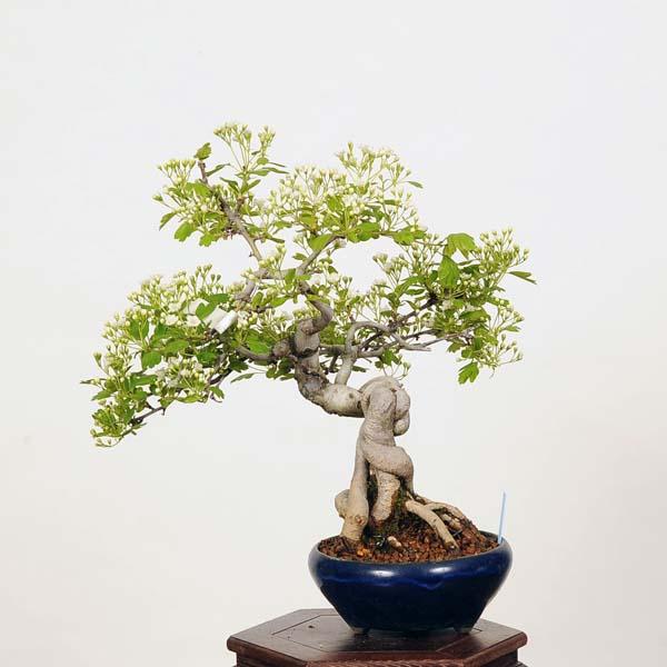 小品盆栽：特選さんざし 現品*山査子 サンザシ sanzashi : 遊恵盆栽 