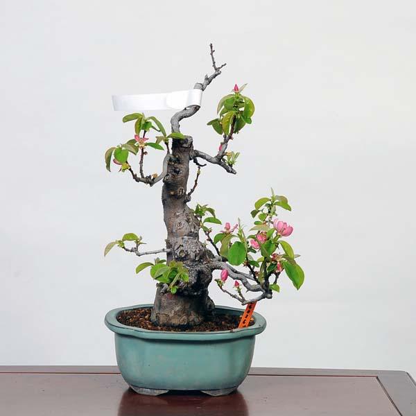 盆栽：花梨(かりん)*現品 カリン Pseudocydonia sinensis Karin bonsai