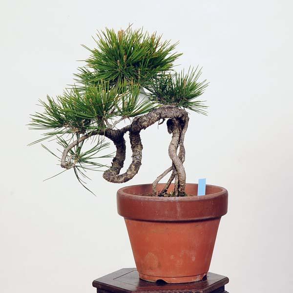 盆栽　赤松 楽天市場】盆栽 松 赤松 樹高 約29cm あかまつ Pinus densiflora