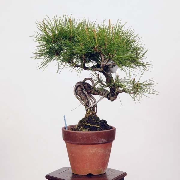 小品盆栽：赤松（アカマツ）現品*あかまつAkamatsu : 遊恵盆栽 Yahoo