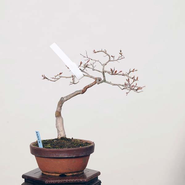 中品盆栽：百日紅*現品 さるすべり サルスベリ sarusuberi : 遊恵盆栽