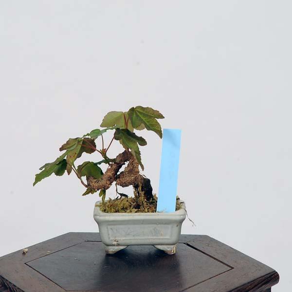 ミニ盆栽：楓 現品*かえで カエデ Kaede : 遊恵盆栽 Yahoo!店 - 通販