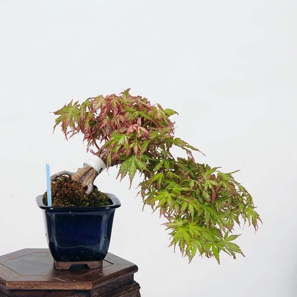 小品盆栽：鶴の舞紅葉 現品*つるのまいもみじ モミジ Momiji : 遊恵