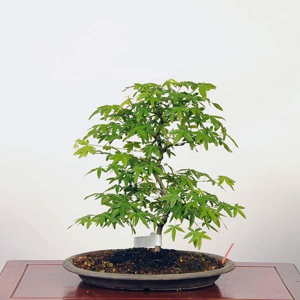盆栽 ：青柳もみじ（アオヤギモミジ）現品*紅葉 Aoyagi-Momiji bonsai
