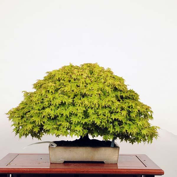 中品盆栽：特選清姫紅葉 現品*きよひめもみじ モミジ Momiji : 遊恵