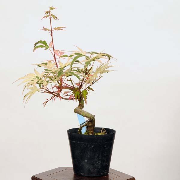 小品盆栽：紅葉胡蝶の舞 現品*もみじ モミジ Momiji : 遊恵盆栽 Yahoo