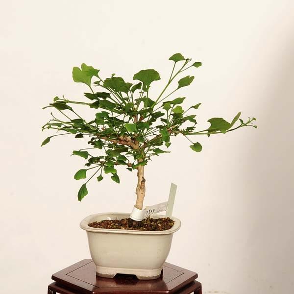 盆栽：銀杏(イチョウ・いちょう) ドワーフ 現品*一点物 Ginkgo biloba