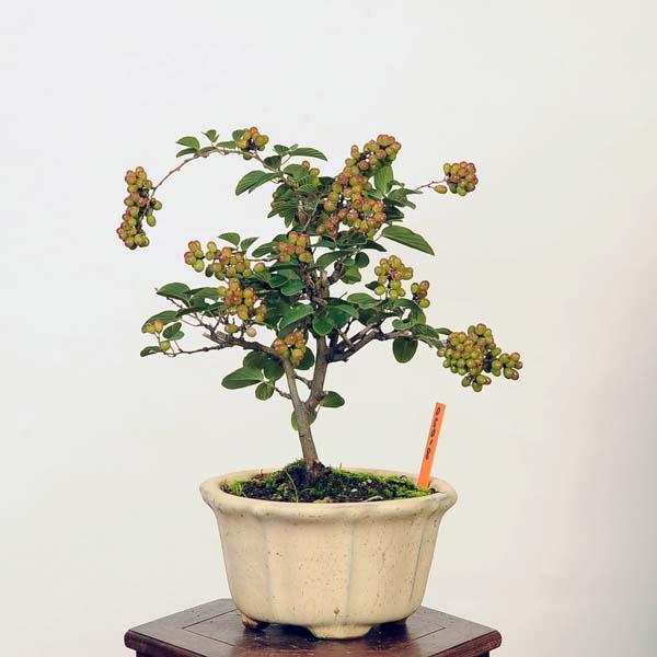 盆栽：熊柳 現品*くまやなぎ クマヤナギ kumayanagi 小品盆栽 : 遊恵