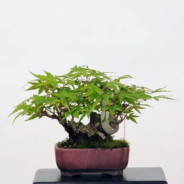 ミニ盆栽 特選山紅葉 現品 特典付き 山もみじ モミジ Momiji 22vp 遊恵盆栽 Yahoo 店 通販 Yahoo ショッピング