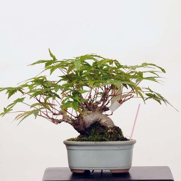 訳あり☆29☆ヤマもみじ☆4年ものミニ盆栽素材☆ | fpac.com.br