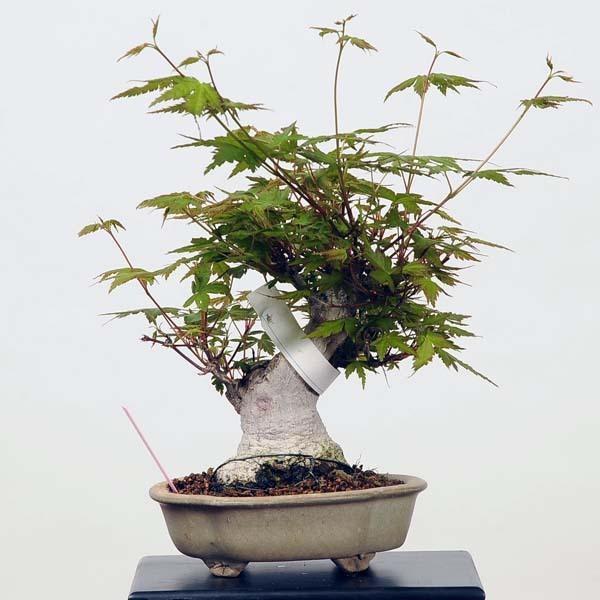 ミニ盆栽 特選山紅葉 現品 特典付き 山もみじ モミジ Momiji 遊恵盆栽 店ミニ盆栽 特選山紅葉 現品 山もみじ モミジ Momiji 送料無料 Cubehighways Com