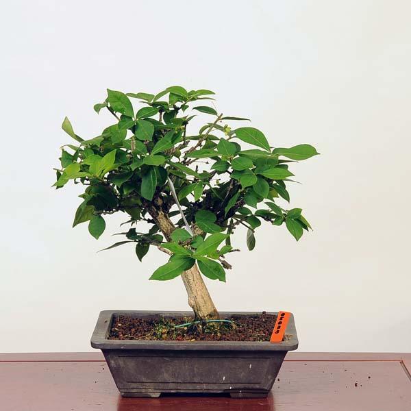 盆栽：錦木（ニシキギ）*現品 にしきぎ Euonymus alatus Nishikigii