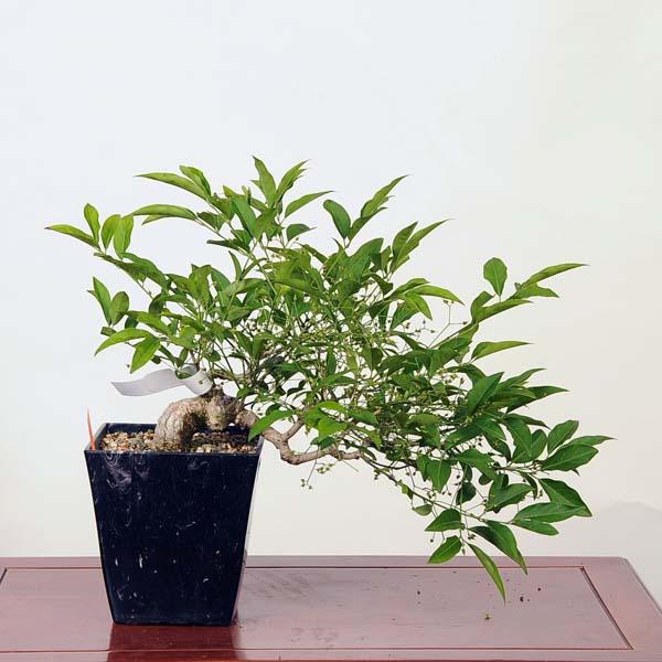 中品真弓盆栽 A 盆栽：真弓(まゆみ) 現品*マユミ Mayumi bonsai Euonymus