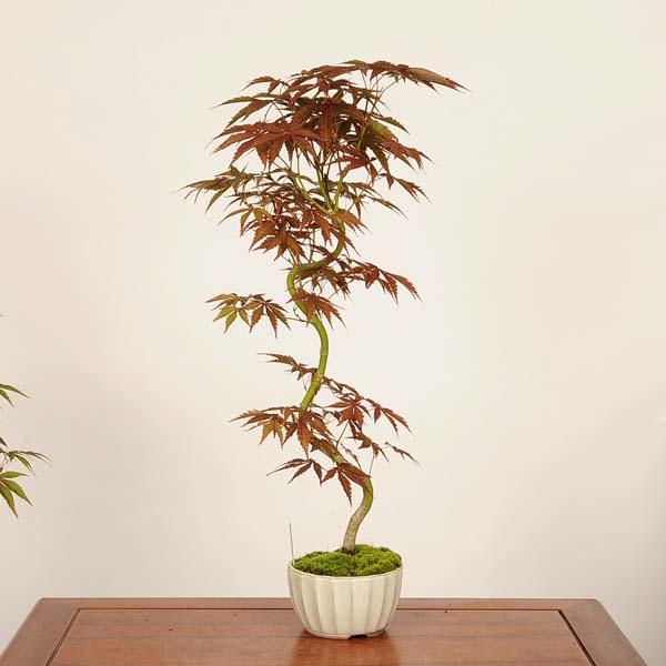 盆栽 ：紅葉(京の舞) 現品*もみじ モミジ Momiji bonsai 中品盆栽