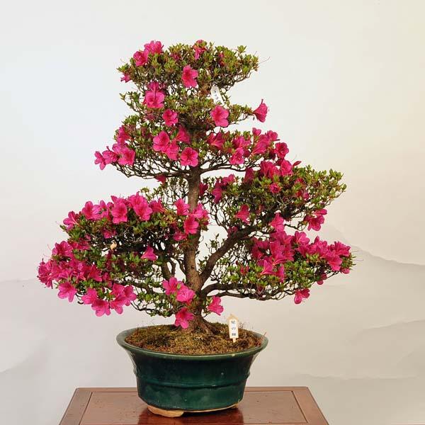 盆栽 特選：皐月(星の輝)*現品 サツキ さつき Satsuki bonsai 大品盆栽