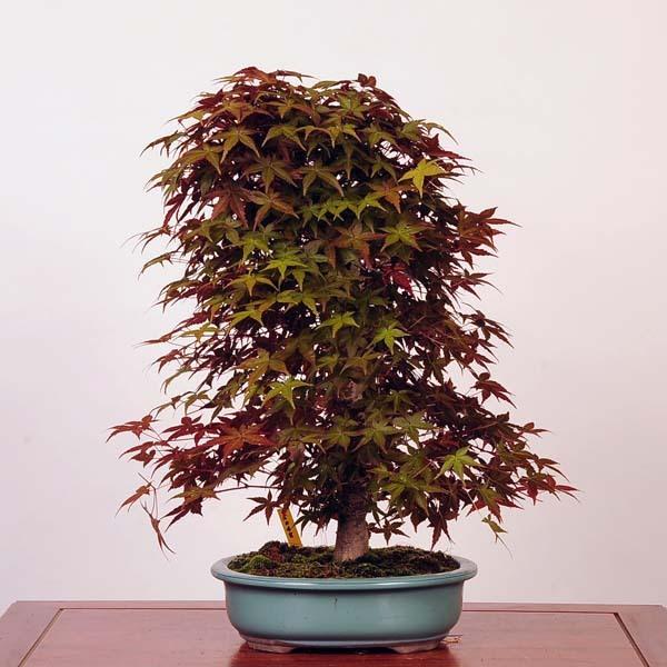 中品盆栽 出猩々もみじ 現品 特典付き もみじ モミジ Momiji 送料無料 21v 遊恵盆栽 Yahoo 店 通販 Yahoo ショッピング