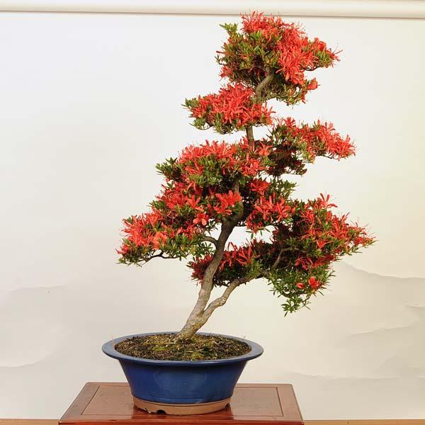 盆栽：特選皐月(金采)現品*さつき サツキ Rhododendron indicum