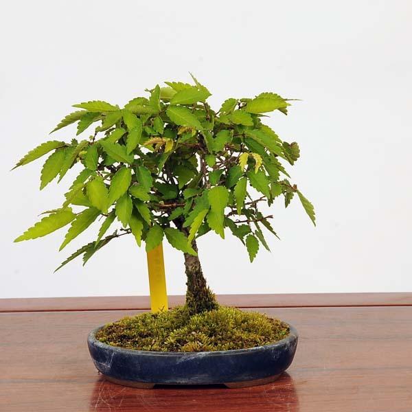 植木 盆栽 欅の人気商品 通販 価格比較 価格 Com