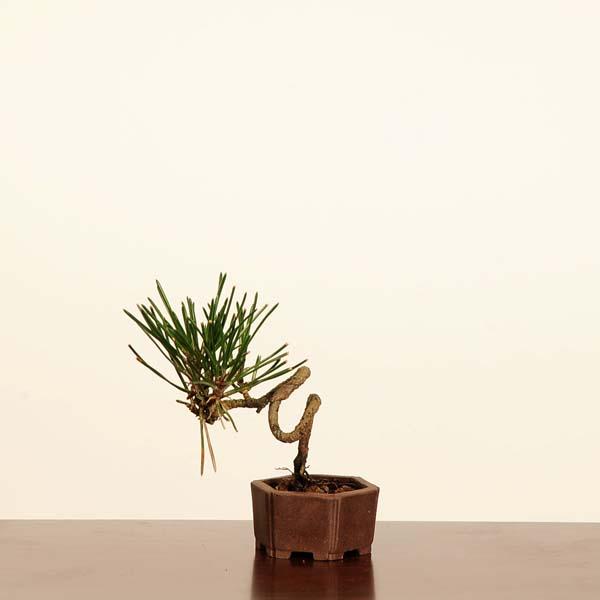 盆栽：三河黒松*現品 くろまつ クロマツ Kuromatsu bonsai ミニ盆栽