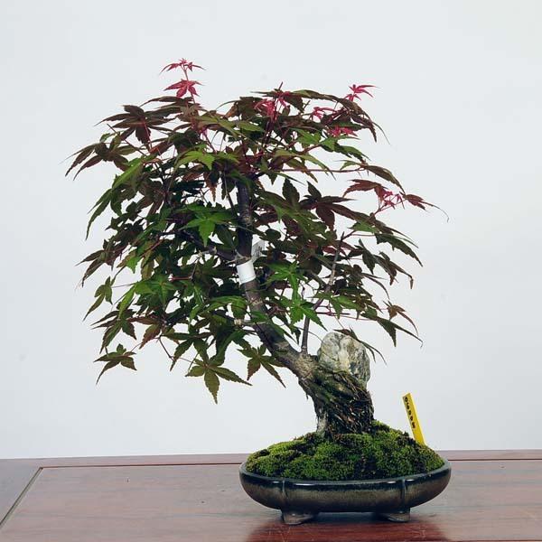 もみじ 出猩々 盆栽 植木の人気商品 通販 価格比較 価格 Com