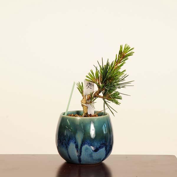 盆栽　五葉松　葵　植物　盆栽鉢 五葉松 (葵) 約75年 | 雨竹亭オンラインショップ