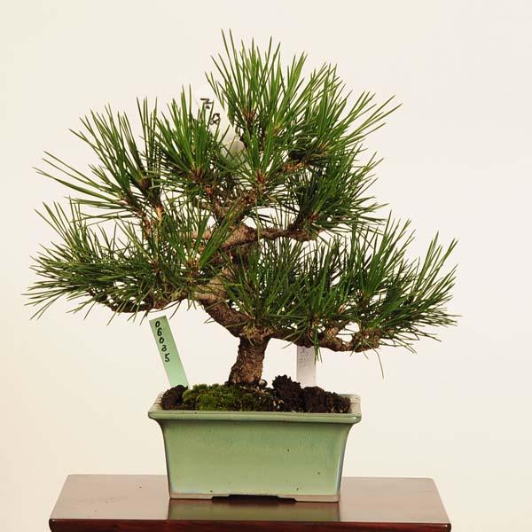 盆栽 ：三河黒松*現品 一点物 くろまつ クロマツ Kuromatsu bonsai