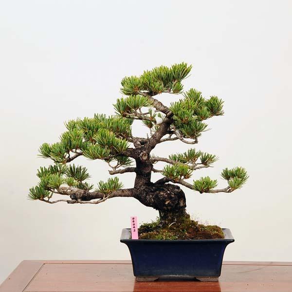 五葉松 盆栽 植木 - 植木・盆栽の人気商品・通販・価格比較 - 価格.com 五葉松 盆栽 植木 - 植木・盆栽の人気商品・通販・価格比較 - 価格.com