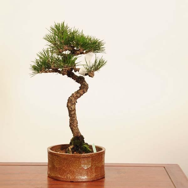 樹齢40年  三河黒松盆栽　中品盆栽 樹齢40年 三河黒松盆栽 中品盆栽 【公式通販】