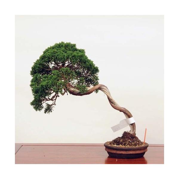 小品盆栽 真柏 現品 特典付き 06085 20v 遊恵盆栽 盆栽 盆栽 苔玉 店