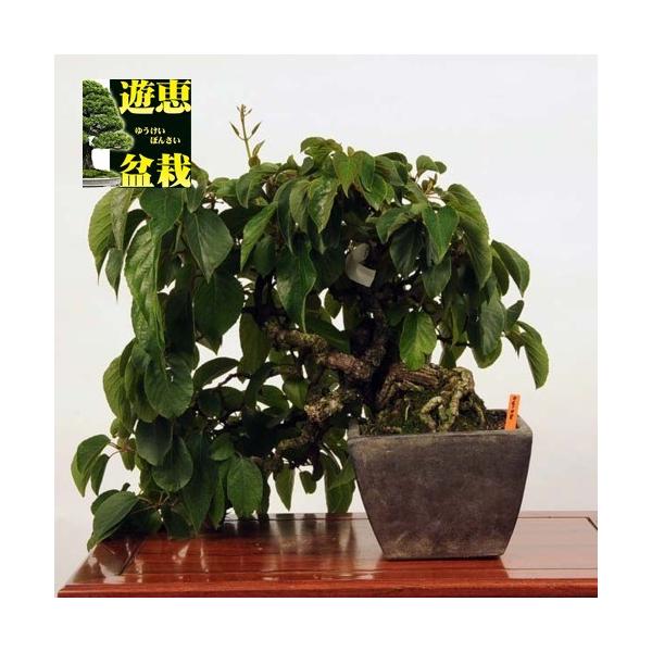 盆栽 苔玉 盆栽 v 遊恵盆栽 店 中品盆栽 さるなし 現品 特典付き