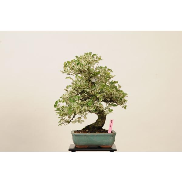 小品盆栽:特選斑入り楡欅(にれけやき) (鉢割れ有)現品* 特典付き 小品盆栽:特選斑入り楡欅(にれけやき) (鉢割れ有)現品* 特典付き